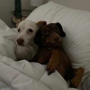 Meet your Posher, Daniel